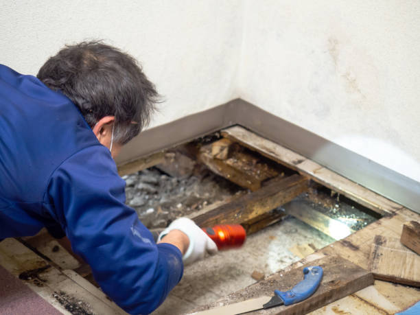 Best Mold Damage Repair  in Murphy, MO