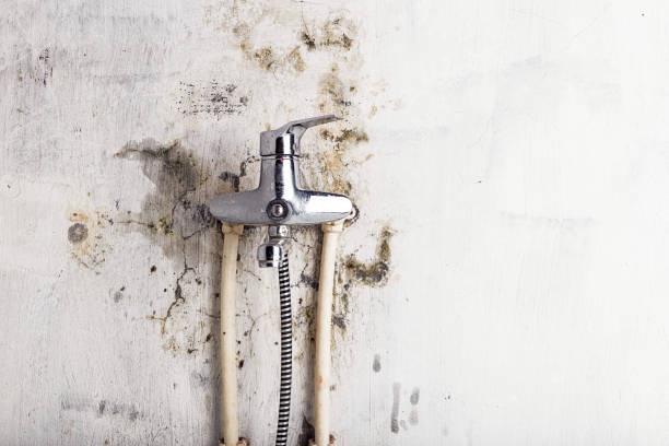 Best Mold Removal Near Me  in Murphy, MO