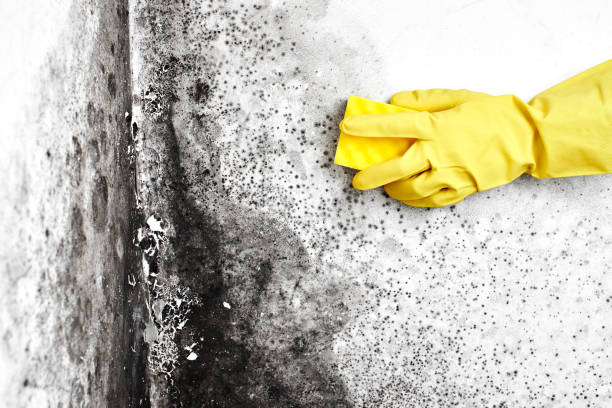 Mold Removal and Inspection in Murphy, MO