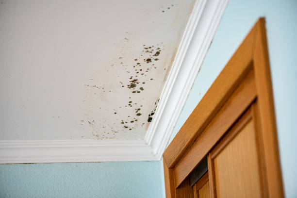 Best Toxic Mold Removal  in Murphy, MO