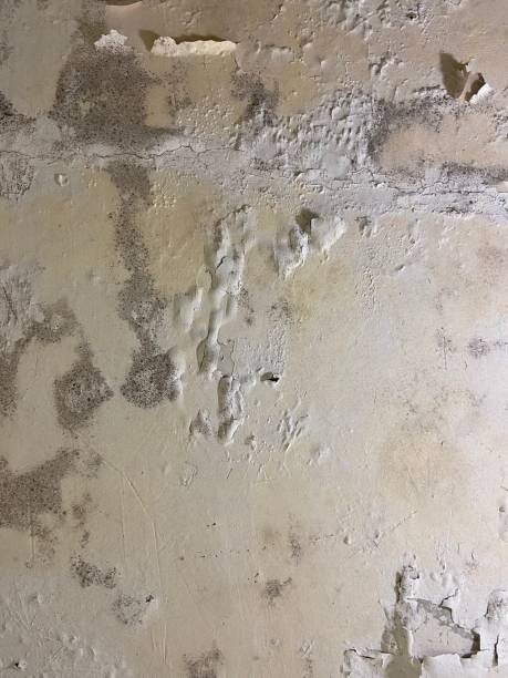 Best Home Mold Removal  in Murphy, MO