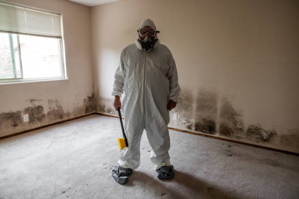 Best Residential Mold Removal  in Murphy, MO