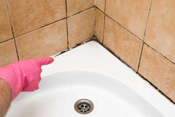 Best Commercial Mold Removal  in Murphy, MO